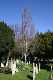 Freshwater Cemetery : Mountbatten memorial tree